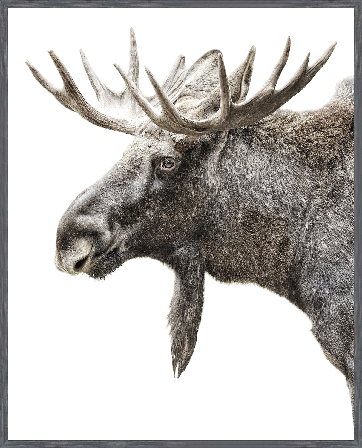 Art - Algonquin Moose framed with glass (1 in stock)