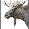 Art - Algonquin Moose framed with glass (1 in stock)