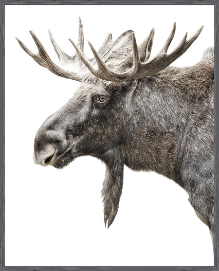 Art - Algonquin Moose framed with glass (1 in stock)