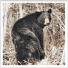 Art - Black  Bear Framed with Glass (2 in stock)