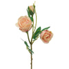 Blush Pink English Garden Rose Stem  (6 in stock)