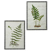 Botanical Fern Framed with glass 2 styles (4 in stock)