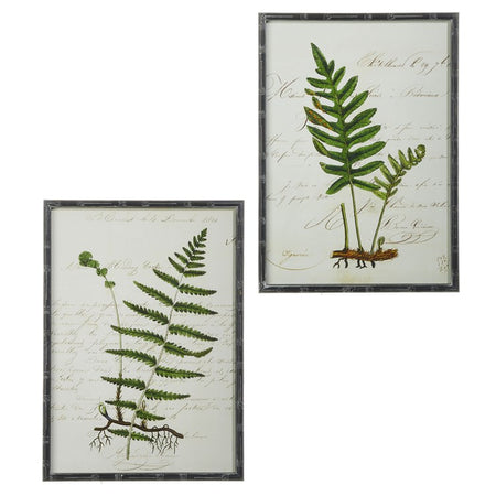 Botanical Fern Framed with glass 2 styles (4 in stock)