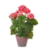 Coral Potted Geraniums  (1 in stock)