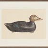 Art  - Decoy C. 1940 Large Northern Collection Framed (2 in stock)