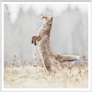 Art - Fox on Alert Framed with Glass (3 in stock)