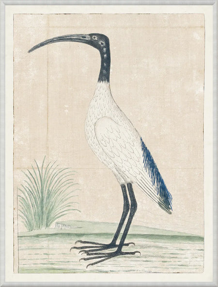 Art  - Gordon - African Sacred Ibis 1778 Framed w/glass
