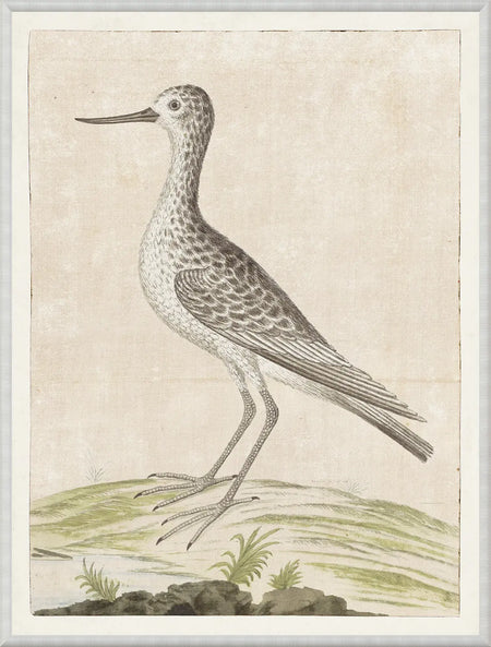 Art  - Gordon - Common Greenshank 1778 Framed w/glass