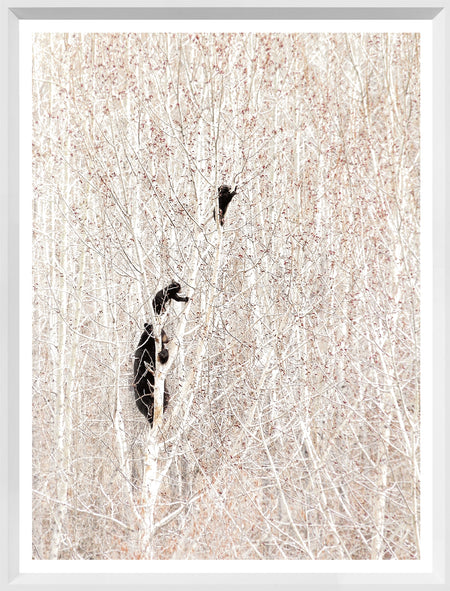 Art - Mini White Bears in a Birch Forest Framed with Glass