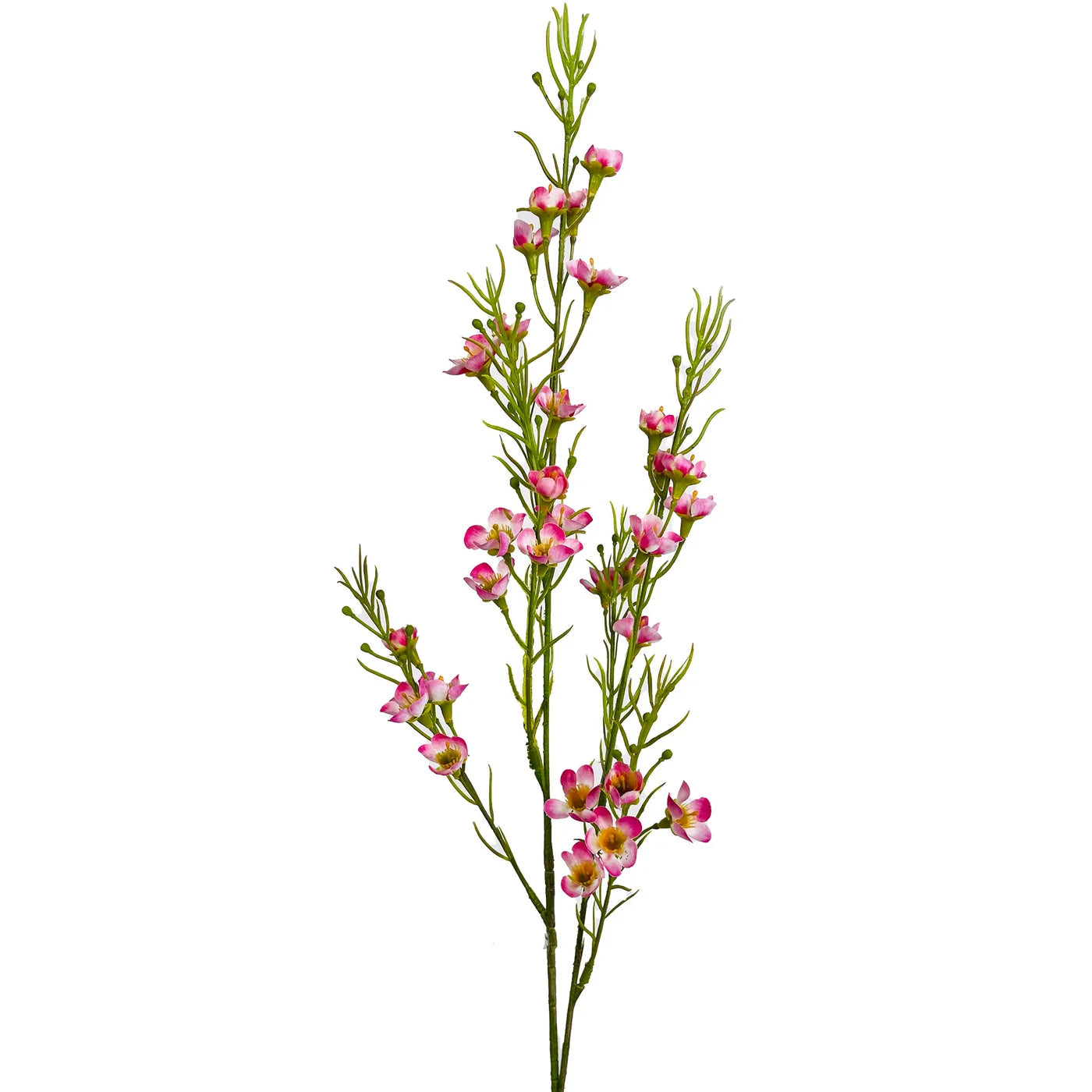 Pink Wax Flower Stem  (3 in stock)