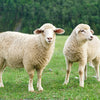 Australian Organic Wool All Season Duvet Insert Super King Size (1 in stock)