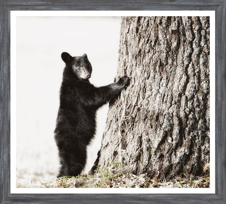 Art - Mini Grey Smokey Mountain Cub Framed with Glass (1 in stock)