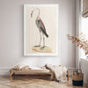 Watercolour Bird - Dark Rail c 1790 Framed with Glass (1 in stock)