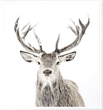 Art Framed with Glass Mod. Farm - Stag - Mini - White (1 in stock)