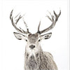 Art Framed with Glass Mod. Farm - Stag - Mini - White (1 in stock)