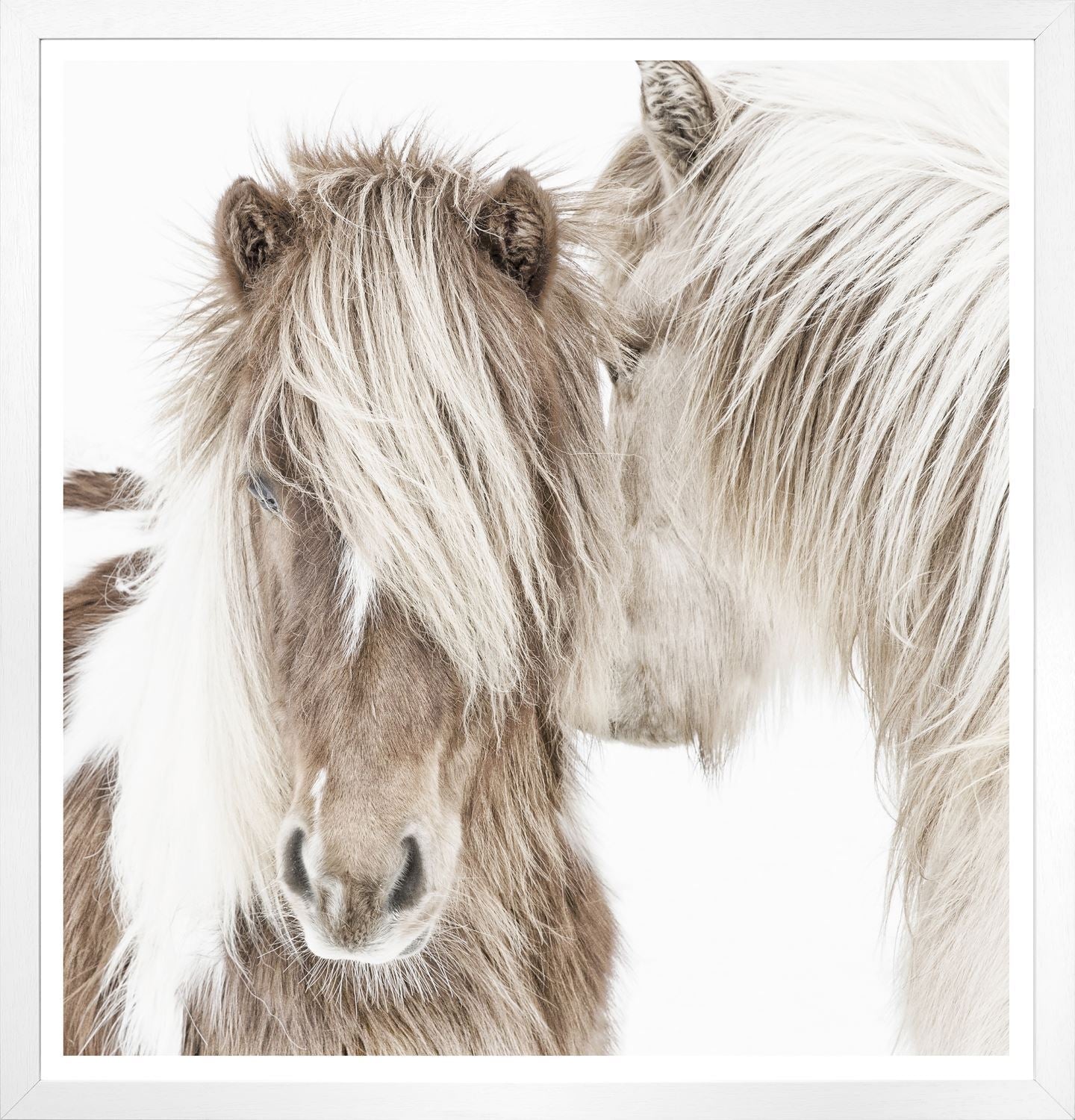 Art - Icelandic Ponies framed with glass (2 in stock)