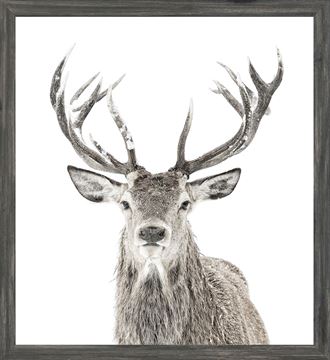 Art Framed with Glass Mod. Farm - Stag - Mini - Grey