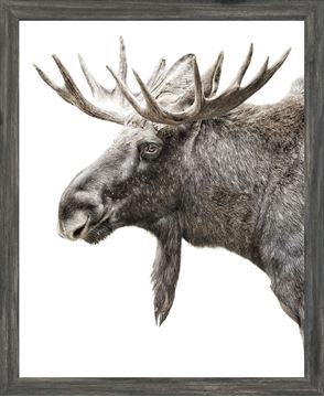 Mod. Farm - Algonquin Moose Framed with Glass - Mini - Grey