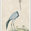 Art  - Gordon - Wattled Crane 1778 Framed w/glass