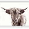 Highland Cow - Close Encounters Collection framed with glass 19"x 23" (1 in stock)