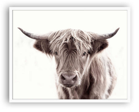 Highland Cow - Close Encounters Collection framed with glass 19"x 23" (1 in stock)
