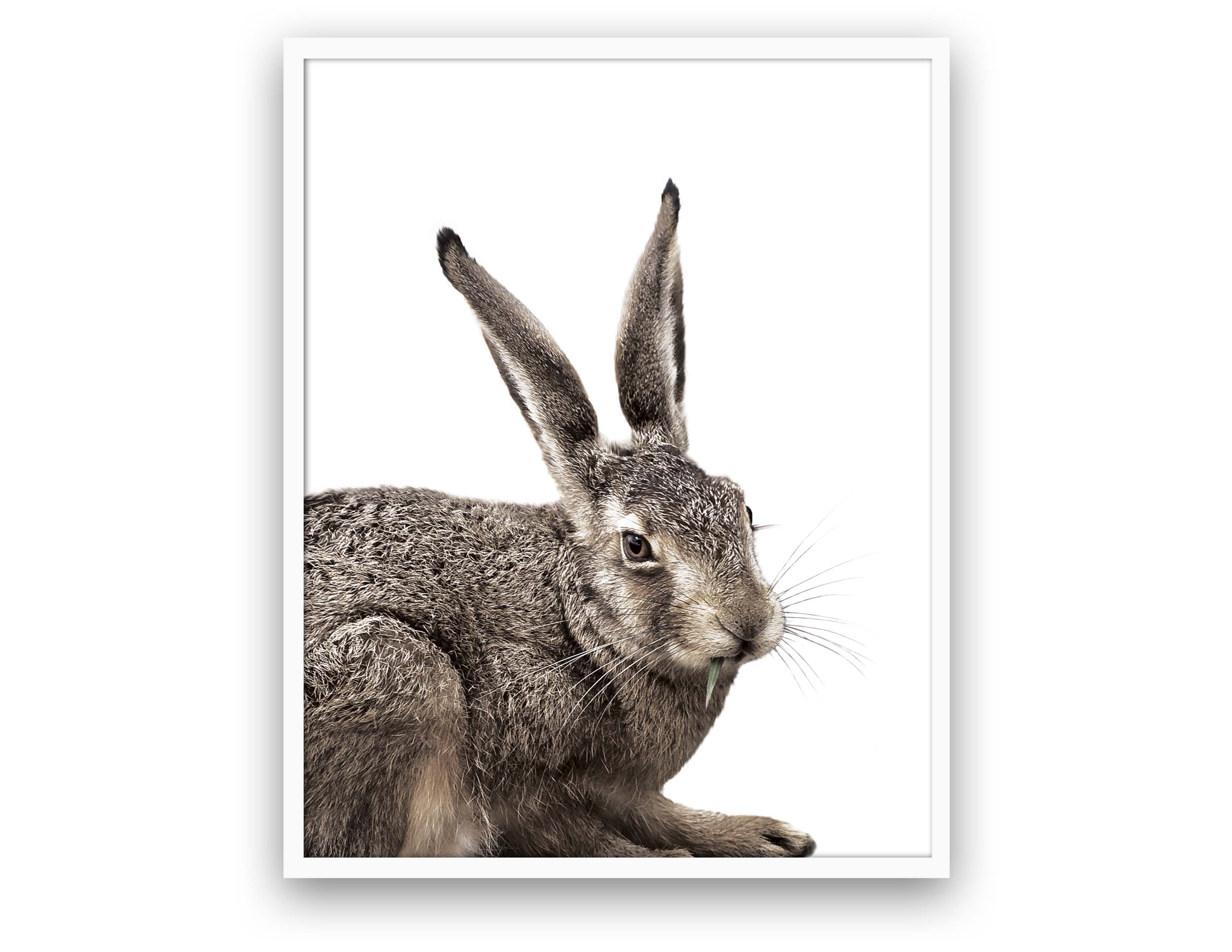 Rabbit - Close Encounters Collection framed with glass 19" x 23" (1 in stock)