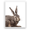 Rabbit - Close Encounters Collection framed with glass 19" x 23" (1 in stock)
