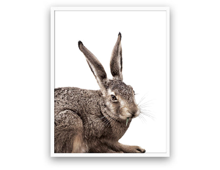 Rabbit - Close Encounters Collection framed with glass 19" x 23" (1 in stock)