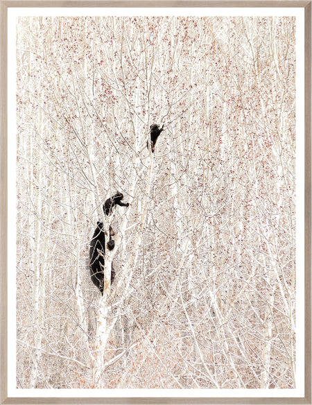Art - Bears in a Birch Forest Framed with Glass