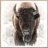 Art - Bison in the Tetons Framed with Glass