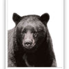 Black Bear - Close Encounters Collection framed with glass 19" x 23"