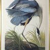 Art - Great Blue Heron Audubon Framed Print with Glass (1 in stock)