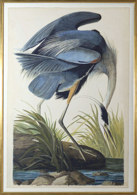 Art - Great Blue Heron Audubon Framed Print with Glass