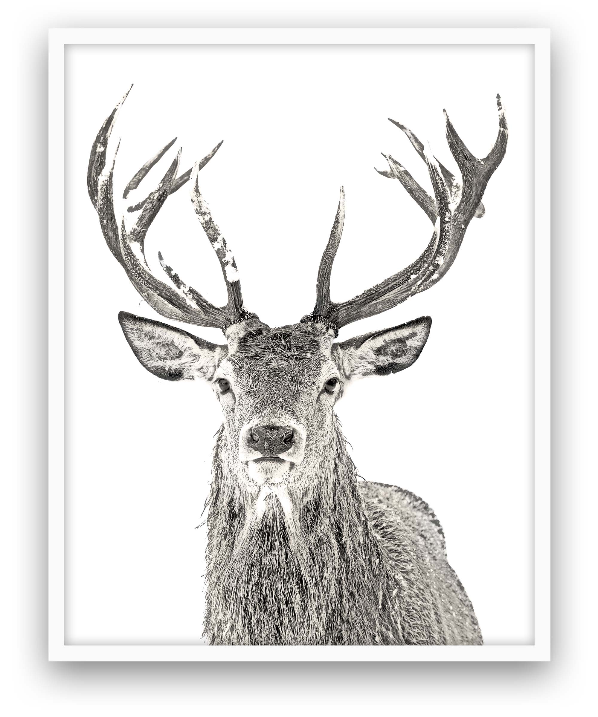Deer - Close Encounters Collection framed with glass 19" x 23"(1 in stock)