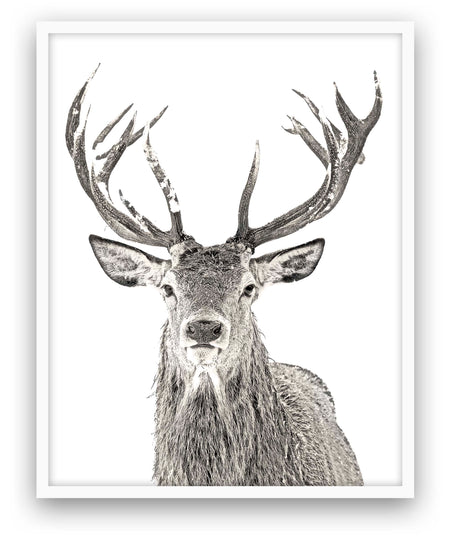 Deer - Close Encounters Collection framed with glass 19" x 23"(1 in stock)