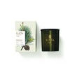 Lucia Douglas Pine 20 Hour Candle (5 in stock)