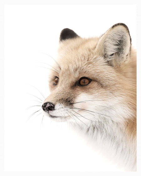 Fox - Close Encounters Collection framed with glass 19" x 23" (1 in stock)