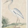 Art  - Gordon - Grey Heron 1778 Framed w/glass