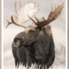 Art - Grand Teton Moose Framed with Glass  (1 in stock)
