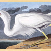 Art -  Audubon Great White Heron Small Framed with Glass (1 in stock)