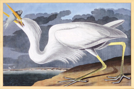 Art -  Audubon Great White Heron Small Framed with Glass (1 in stock)