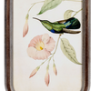 Art - Framed Hummingbird Panels with Glass  (2 sets in stock)