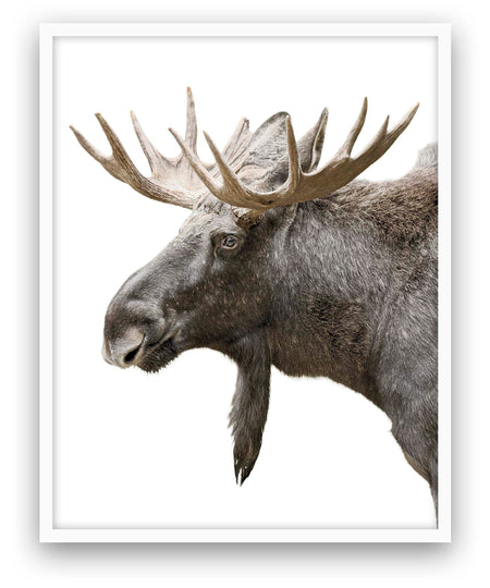 Moose - Close Encounters Collection framed with glass 19" x 23" (1 in stock)