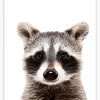 Raccoon - Close Encounters Collection framed with glass 19" x 23"