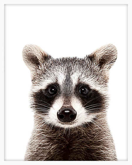 Raccoon - Close Encounters Collection framed with glass 19" x 23" (1 in stock)