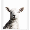 Sheep - Close Encounters Collection framed with glass 19" x 23" (qty of 1 in stock)