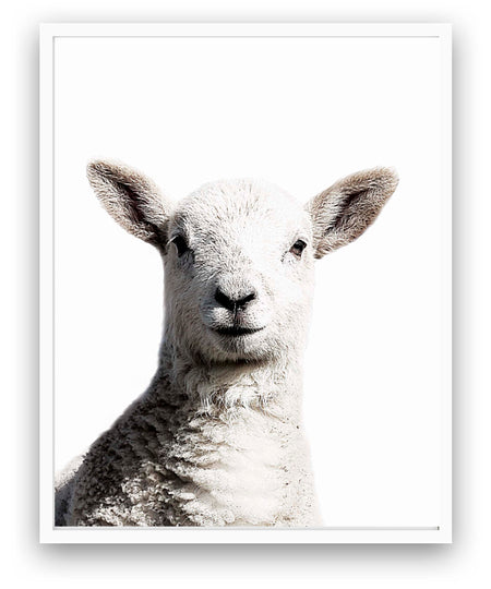 Sheep - Close Encounters Collection framed with glass 19" x 23" (qty of 1 in stock)