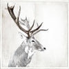 Stag Portrait framed with glass (6 in stock)
