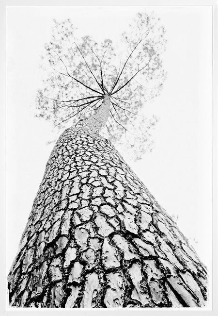 Art -Standing Tall framed with glass