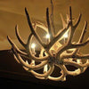 Real Antler Chandelier Sunbleached (1 in stock)